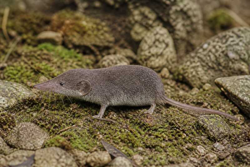 Image of a Flower's White-toothed Shrew in its natural habitat