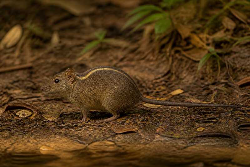 Image of a Fly River Water Rat in its natural habitat