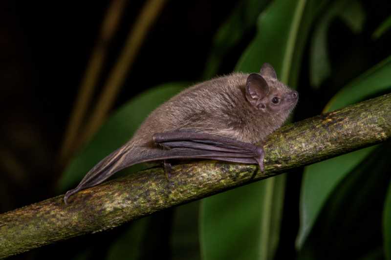 Image of a Fly River Woolly Bat in its natural habitat