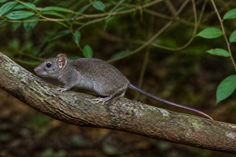 Image of a Foothill Arboreal Rice Rat in its natural habitat
