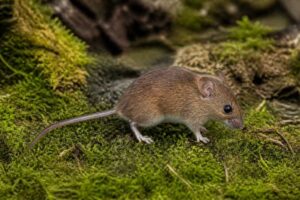 Image of a Forest Grass Mouse in its natural habitat