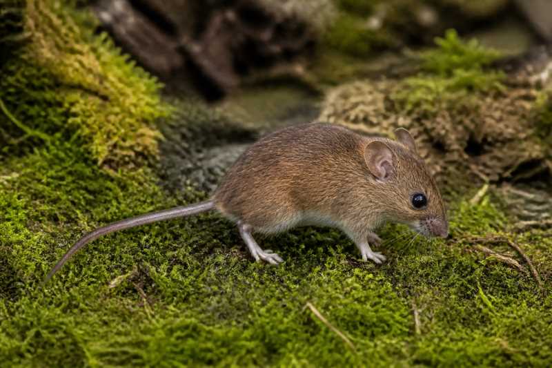 Image of a Forest Grass Mouse in its natural habitat