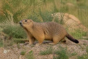 Image of a Forest Steppe Marmot in its natural habitat