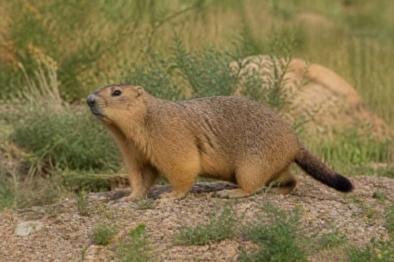 Image of a Forest Steppe Marmot in its natural habitat