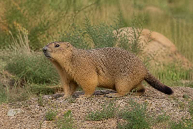 Image of a Forest Steppe Marmot in its natural habitat