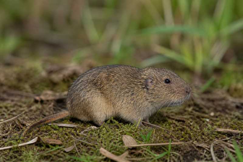 Image of a Forest Tuco-tuco in its natural habitat