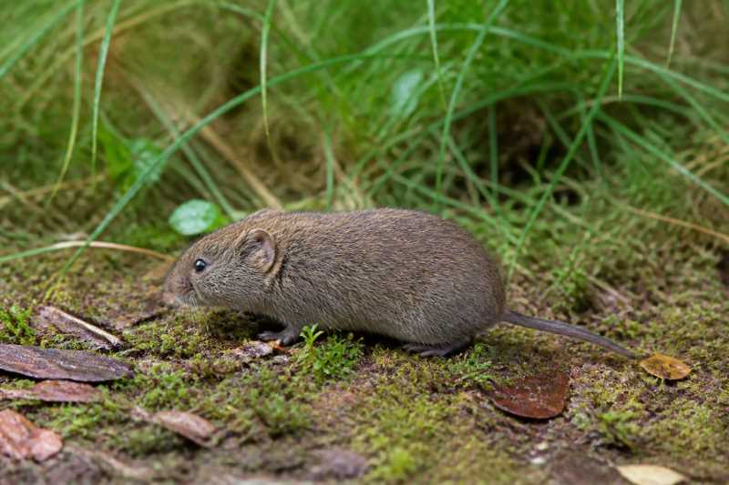 Image of a Forrest's Mountain Vole in its natural habitat