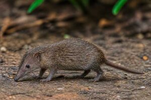 Image of a Four-toed Rice Tenrec in its natural habitat