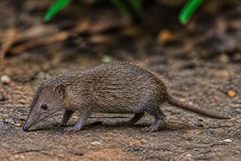 Image of a Four-toed Rice Tenrec in its natural habitat
