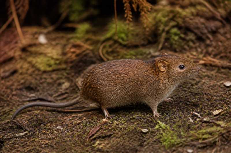 Image of a Fox's Shaggy Rat in its natural habitat
