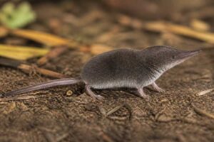 Image of a Fox's White-toothed Shrew in its natural habitat