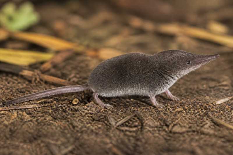 Image of a Fox's White-toothed Shrew in its natural habitat