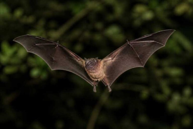 Image of a Fraternal Fruit-eating Bat in its natural habitat