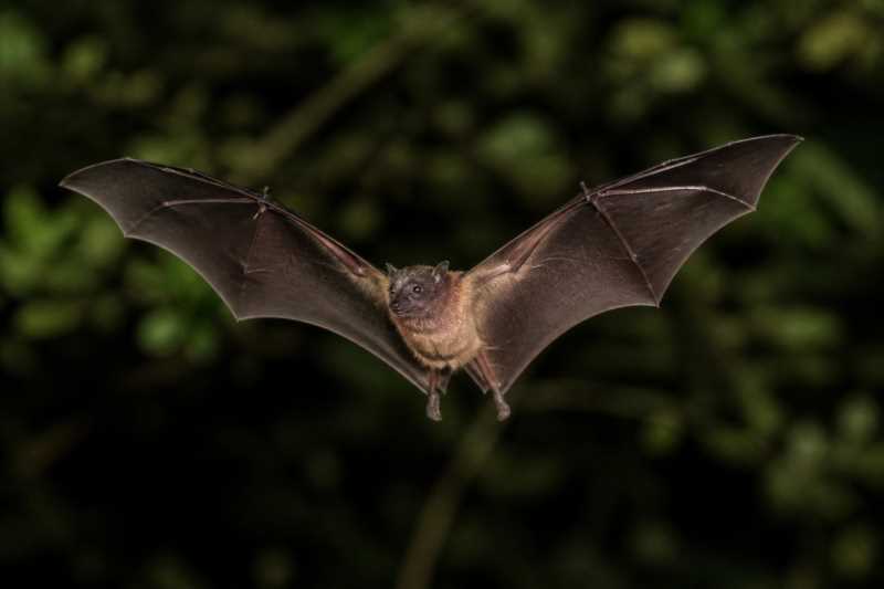 Image of a Fraternal Fruit-eating Bat in its natural habitat