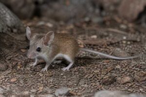 Image of a Friendly Leaf-eared Mouse in its natural habitat