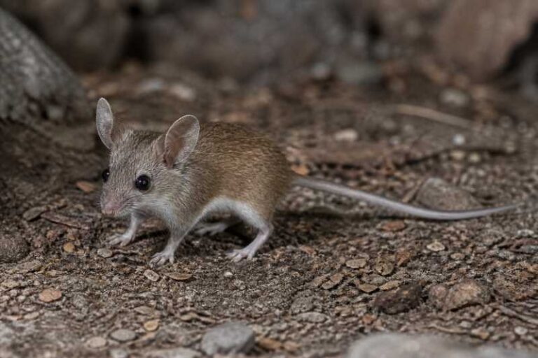 Image of a Friendly Leaf-eared Mouse in its natural habitat