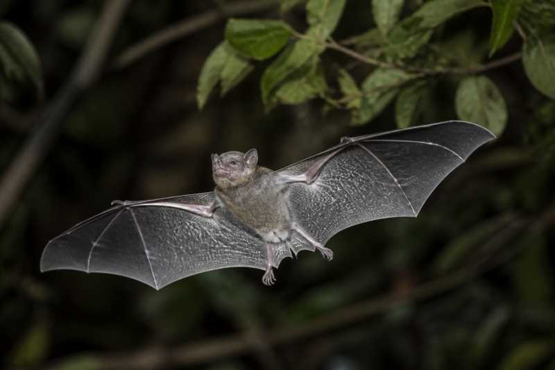 Image of a Fringed Fruit-eating Bat in its natural habitat