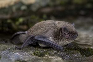 Image of a Fringed Myotis in its natural habitat