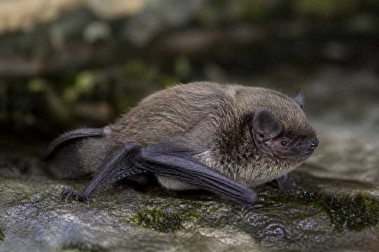 Image of a Fringed Myotis in its natural habitat
