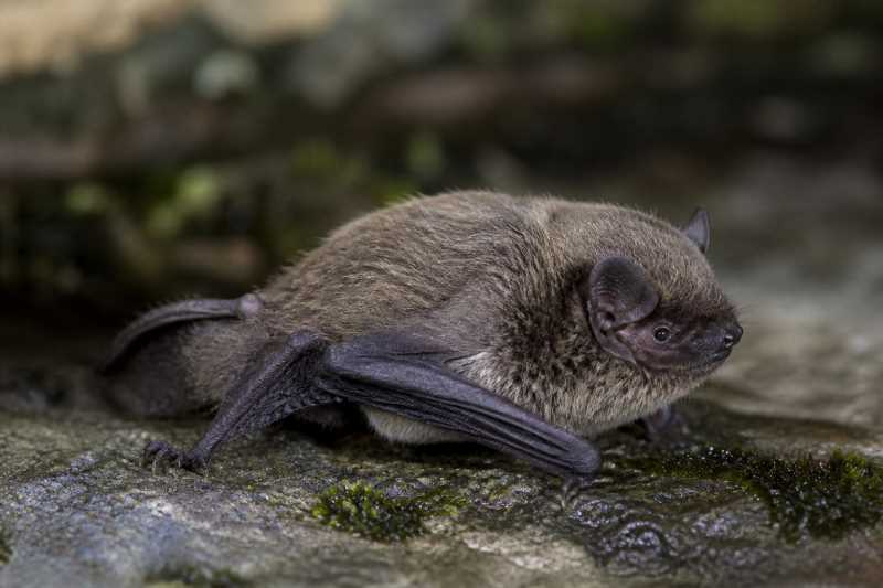 Image of a Fringed Myotis in its natural habitat