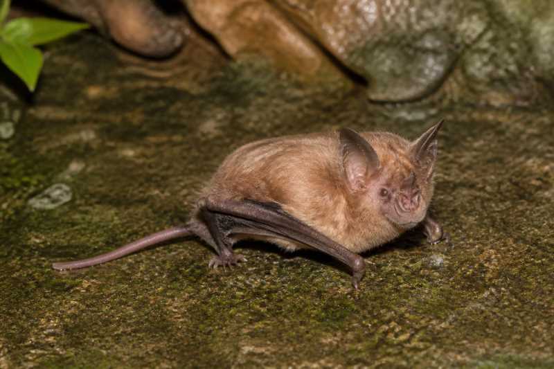 Image of a Fujian Tube-nosed Bat in its natural habitat