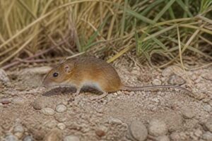 Image of a Fulvous Harvest Mouse in its natural habitat