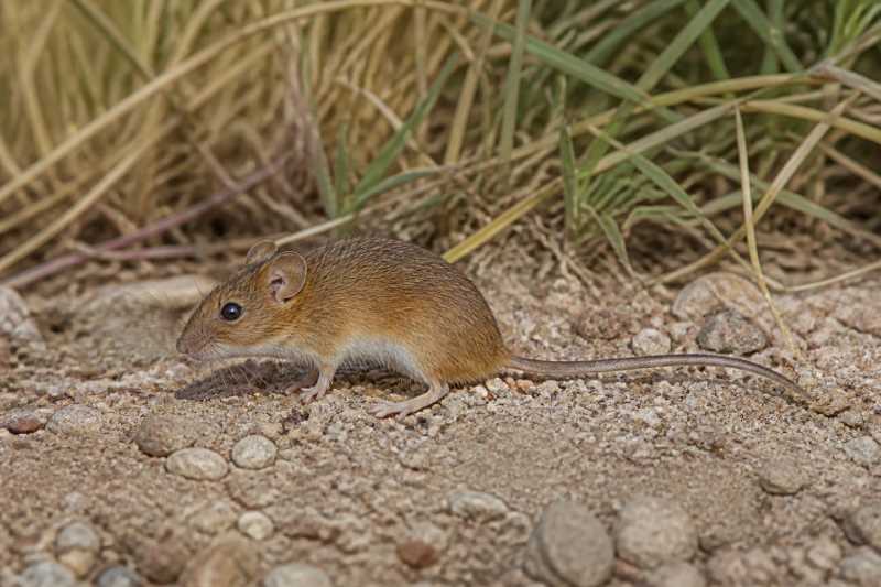 Image of a Fulvous Harvest Mouse in its natural habitat