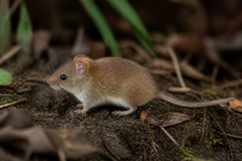 Image of a Fulvous Pygmy Rice Rat in its natural habitat