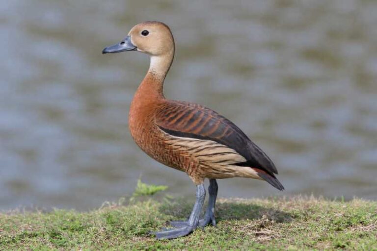 Image of a Fulvous Whistling Duck in its natural habitat