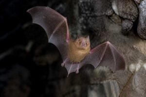 Image of a Fulvus Roundleaf Bat in its natural habitat