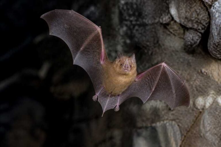 Image of a Fulvus Roundleaf Bat in its natural habitat