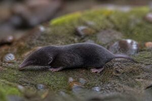 Image of a Funiushan Shrew Mole in its natural habitat