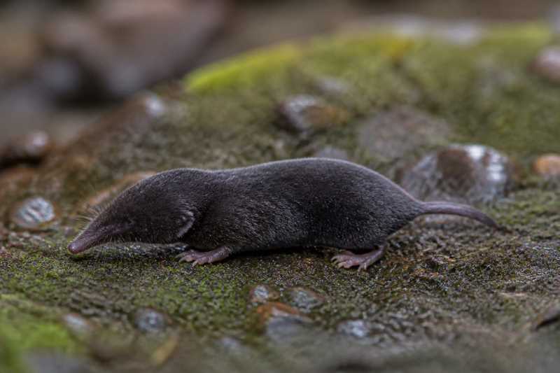 Image of a Funiushan Shrew Mole in its natural habitat