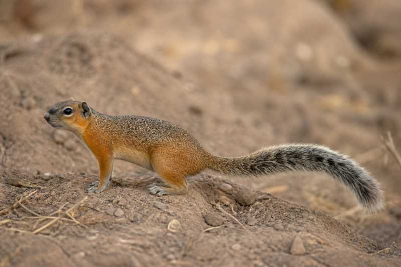 Image of a Gambian Sun Squirrel in its natural habitat