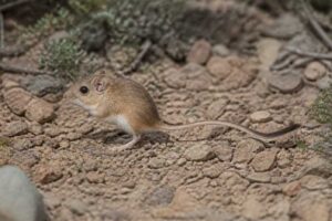 Image of a Gansu Jumping Mouse in its natural habitat