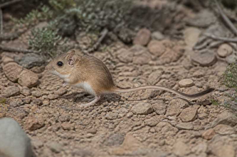 Image of a Gansu Jumping Mouse in its natural habitat