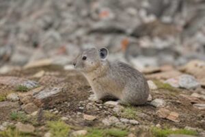Image of a Gansu Pika in its natural habitat
