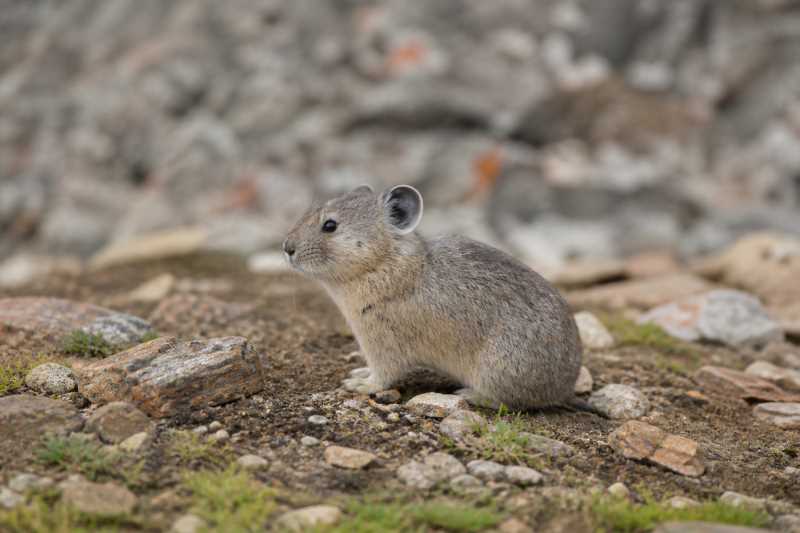 Image of a Gansu Pika in its natural habitat