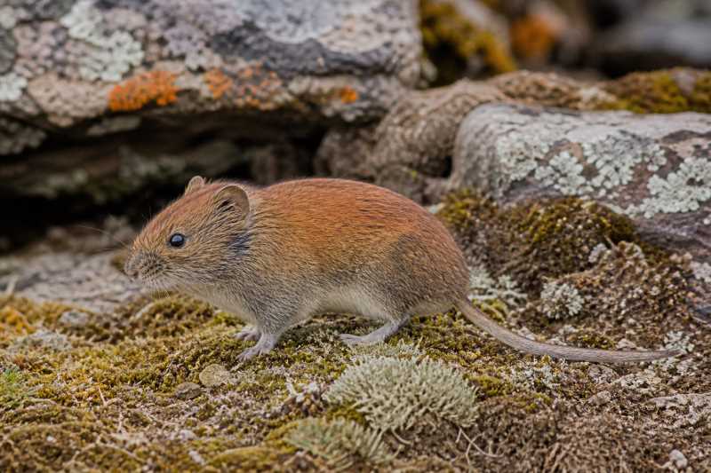 Image of a Gansu Red-backed Vole in its natural habitat