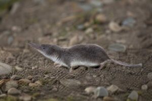 Image of a Gansu Shrew in its natural habitat