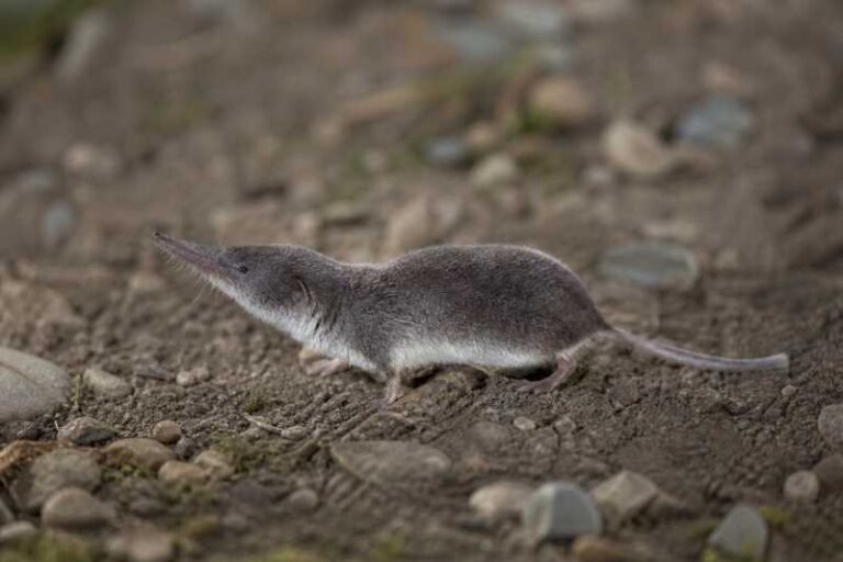 Image of a Gansu Shrew in its natural habitat