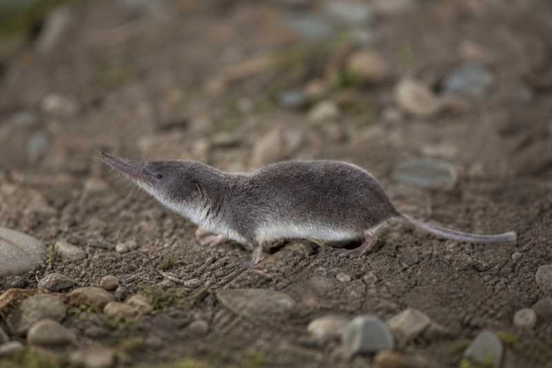 Image of a Gansu Shrew in its natural habitat