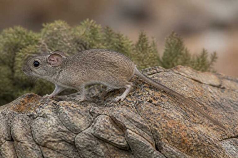 Image of a Gardner's Climbing Rat in its natural habitat