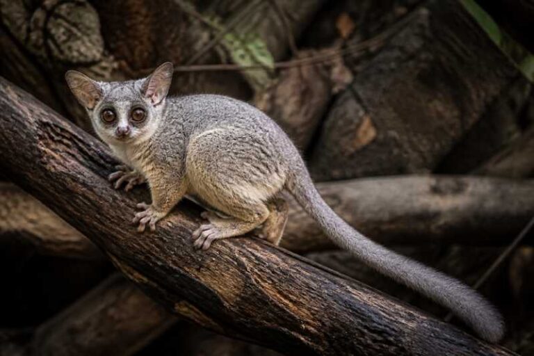 Image of a Garnett's Greater Galago in its natural habitat