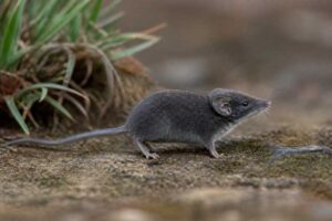 Image of a Geata Mouse Shrew in its natural habitat