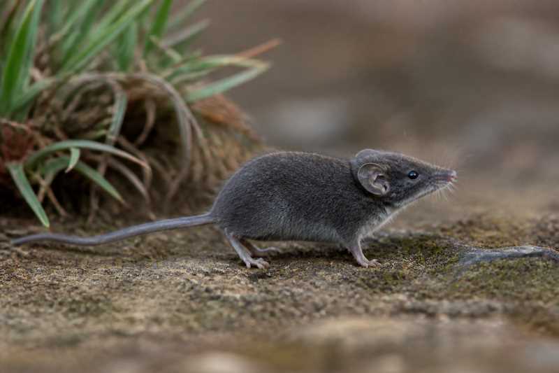 Image of a Geata Mouse Shrew in its natural habitat