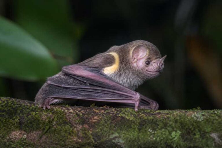 Image of a Gianna's Yellow-shouldered Bat in its natural habitat
