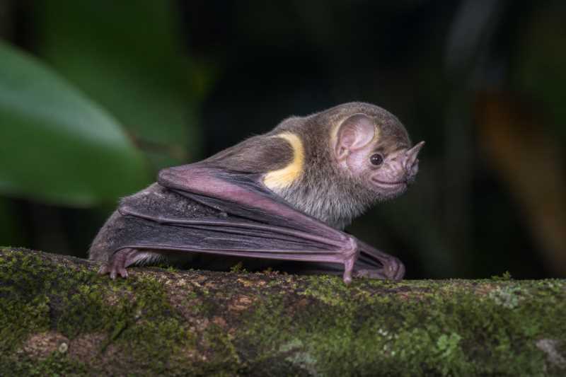 Image of a Gianna's Yellow-shouldered Bat in its natural habitat