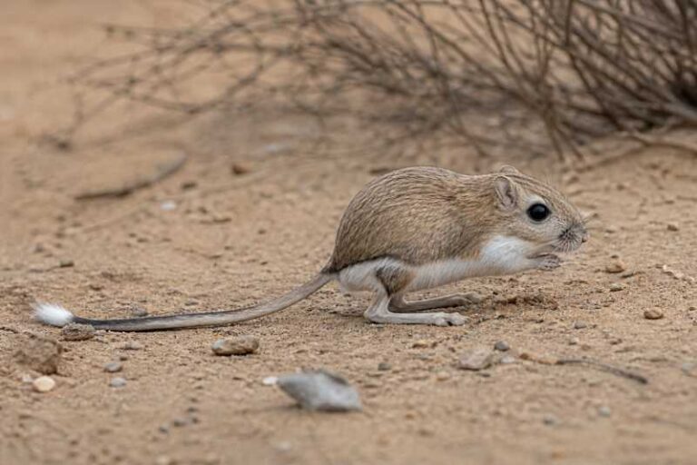 Image of a Giant Kangaroo Rat in its natural habitat
