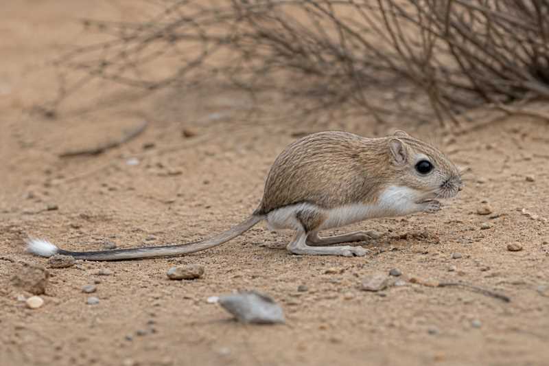 Image of a Giant Kangaroo Rat in its natural habitat